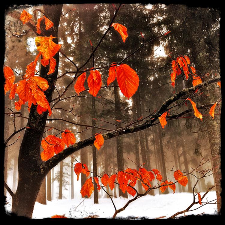 RedLeaves