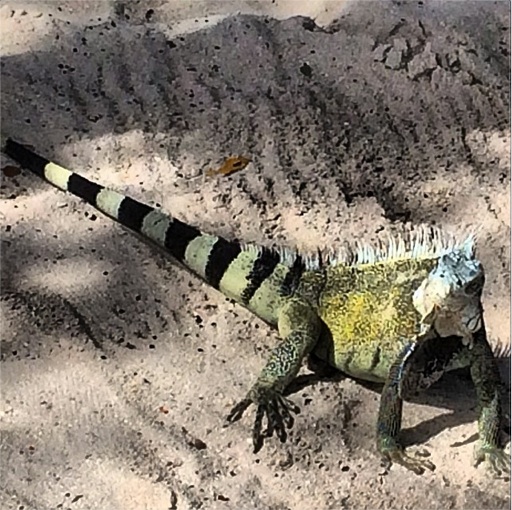 iguanacuracao