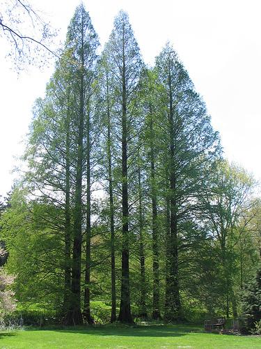 metasequoiatree