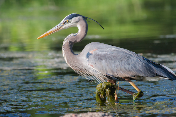 blueheron