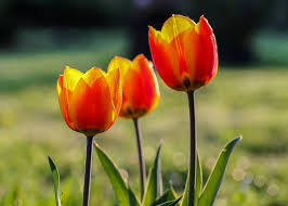 tulips