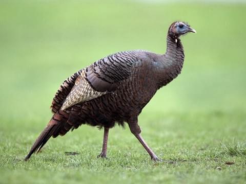 wildturkey