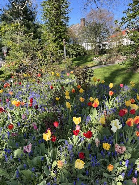 Tulips