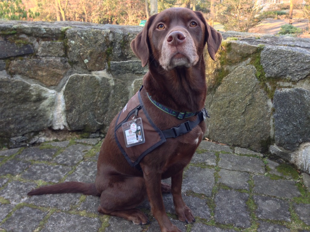 Pet-Therapy-dog