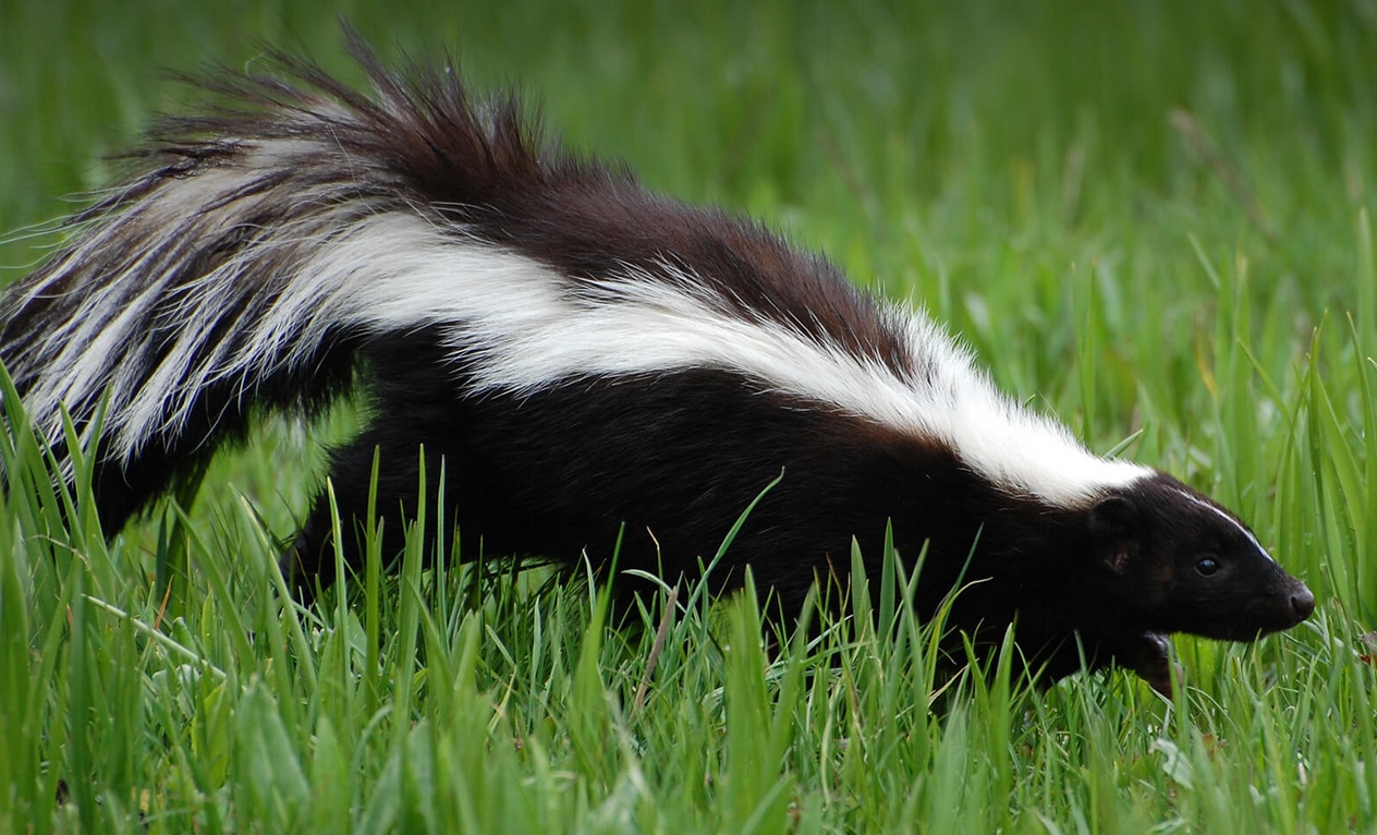 skunk