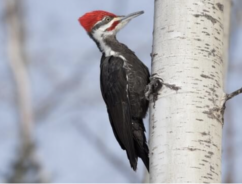 Woodpecker