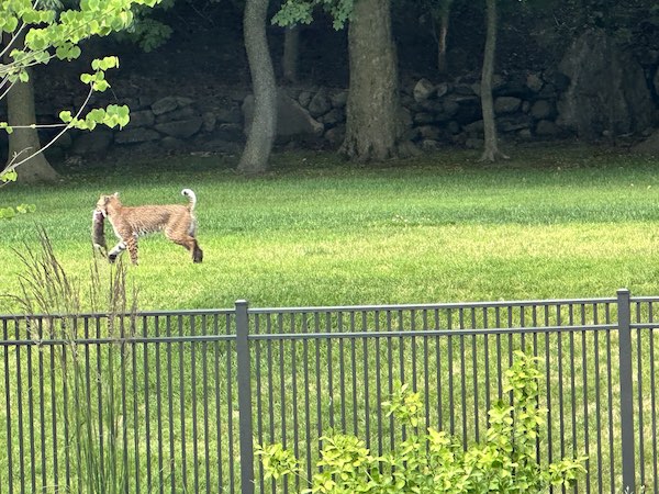 bobcat