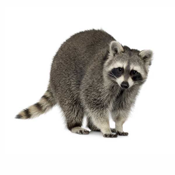 raccoon