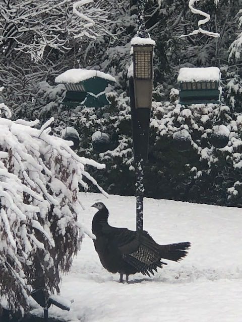 snowturkey