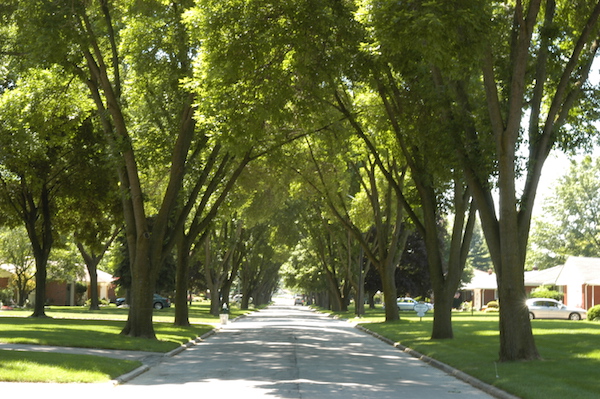 streettrees