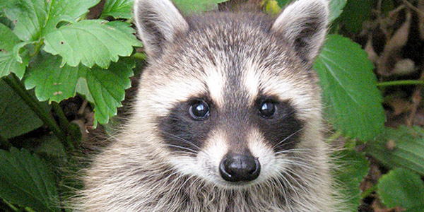 raccoon