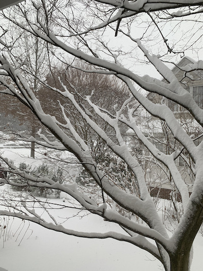 snowtree