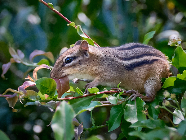 Chipmunk MChayes258 copy