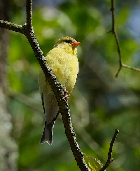 Goldfinch MChayes 196 copy