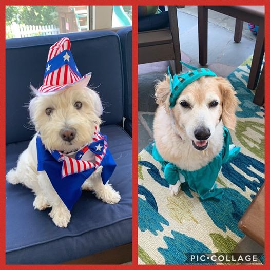 patrioticpets