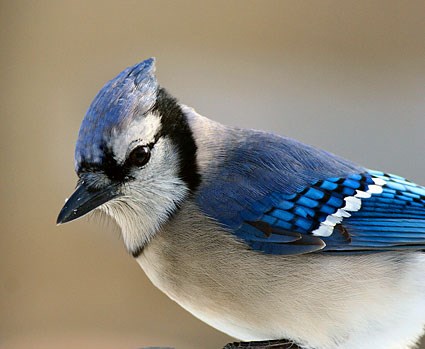 bluejay