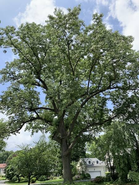 OakTreeAutenreith