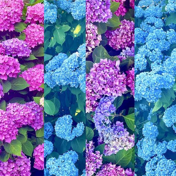 hydrangeas