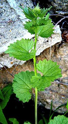 garlicmustard