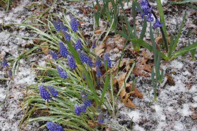 snowflowers