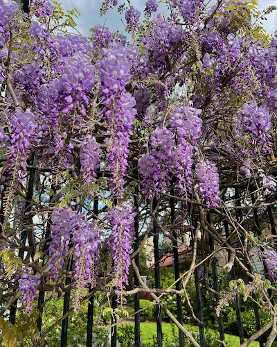 wysteria