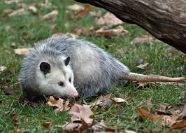 opossum