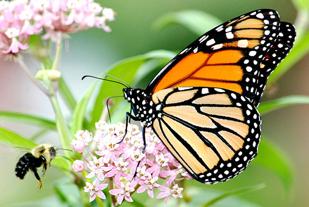 Butterfly and Bee