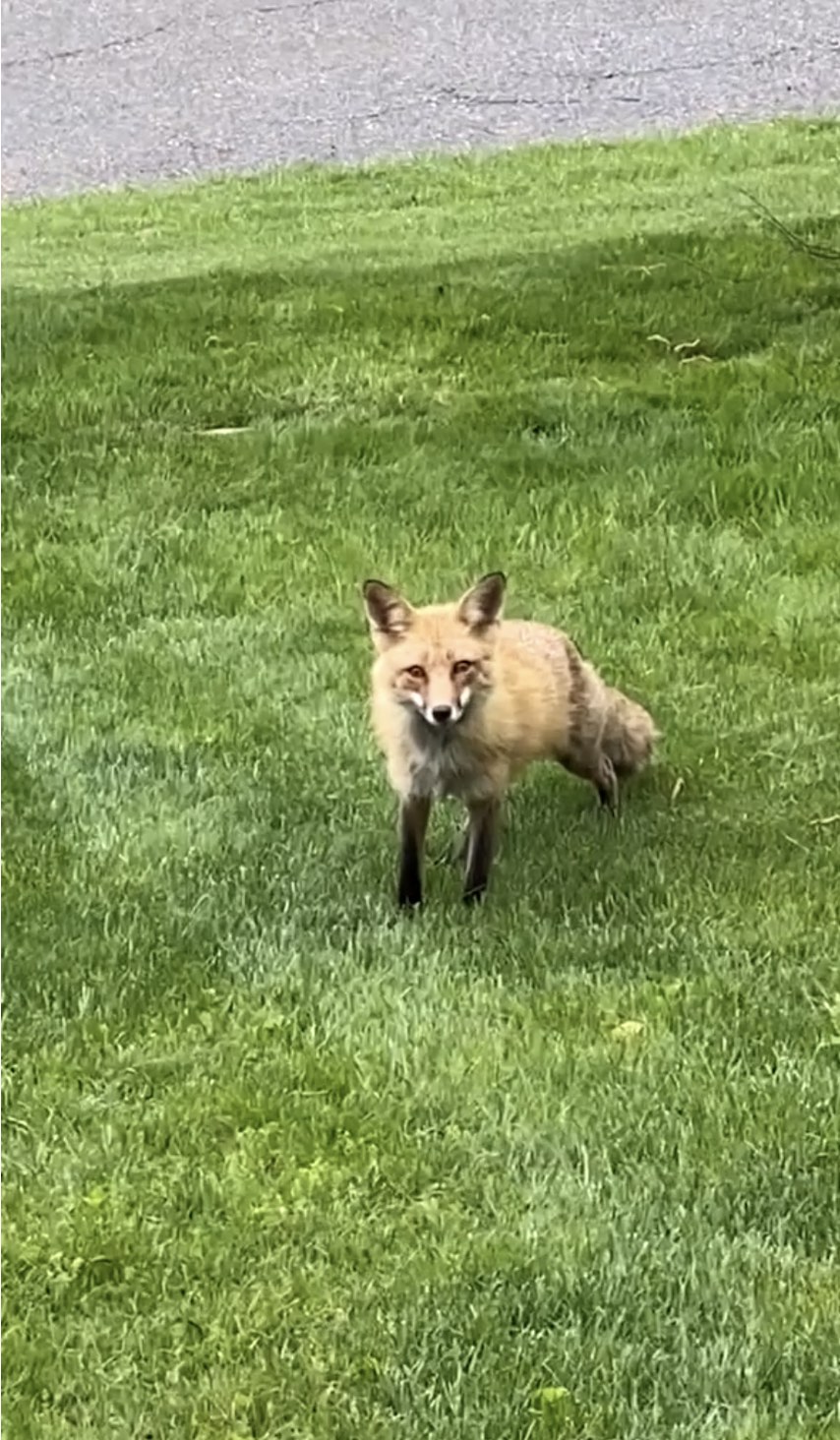 fox