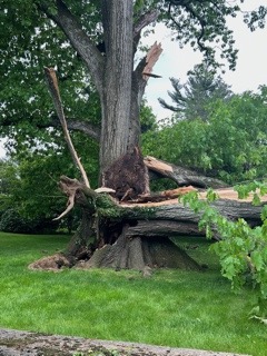 treesplits