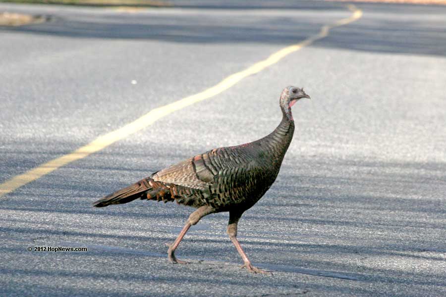 turkeyinroad