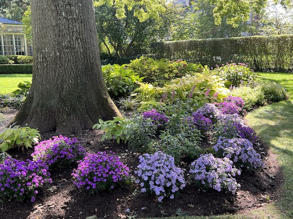 chrysanthemums