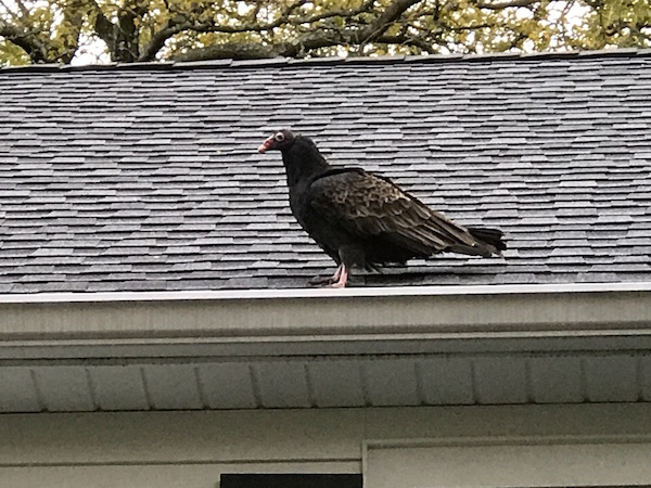 turkeyvulture