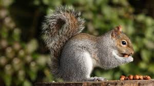 squirrel