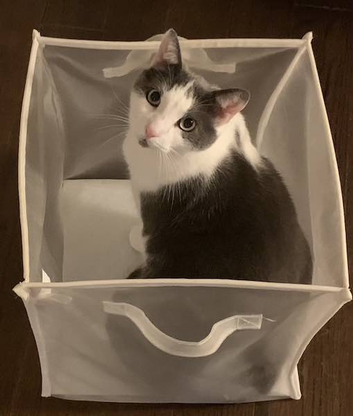 catbasket