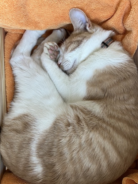 catsleep