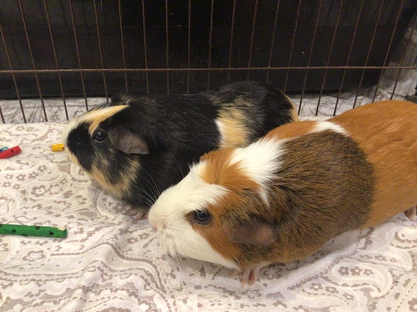 guineapigs