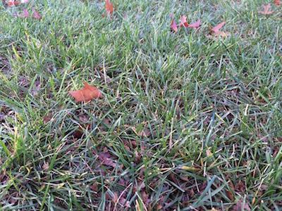 Leaf Mulch Mowing Closeup