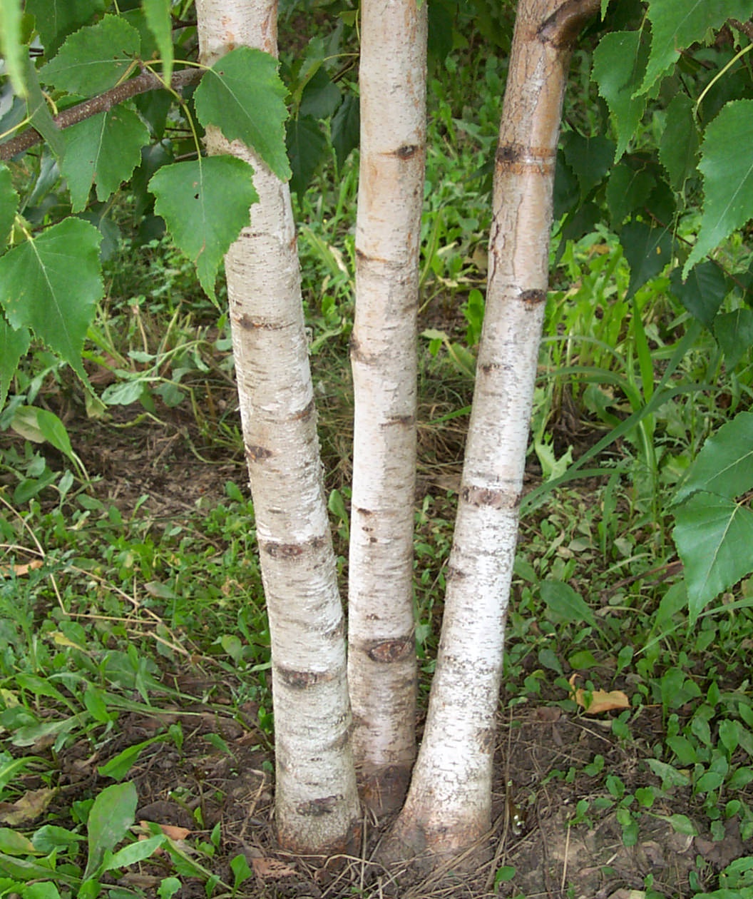 birch