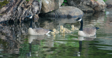 TuxedoGeese