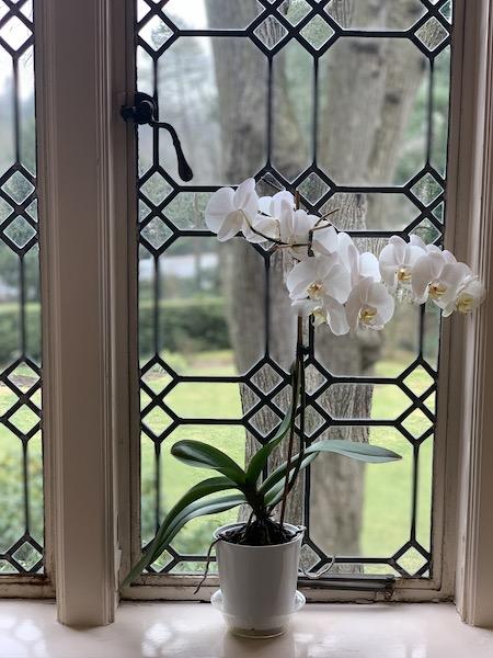 Orchid