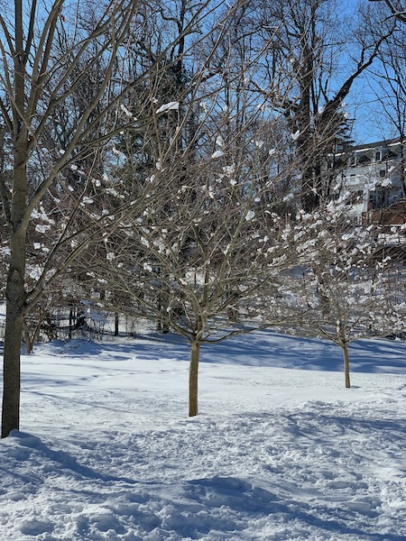 snowtrees