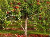 appletree