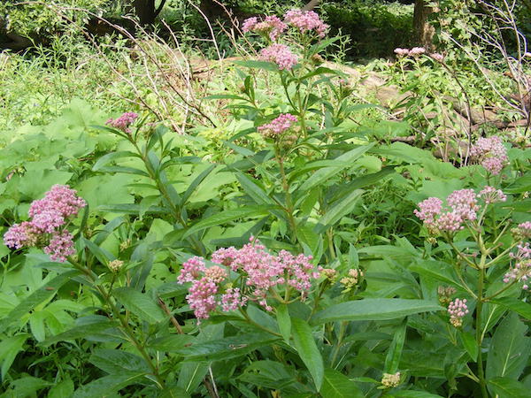 milkweed