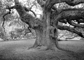 artshowangeloak