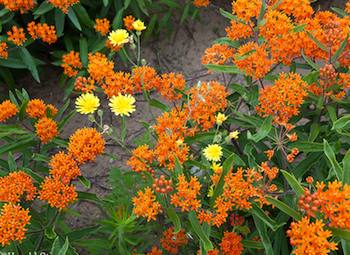 butterflyweed