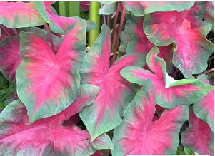 caladium