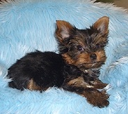 critteryorkie