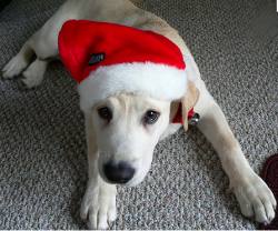 dogwithsantahat