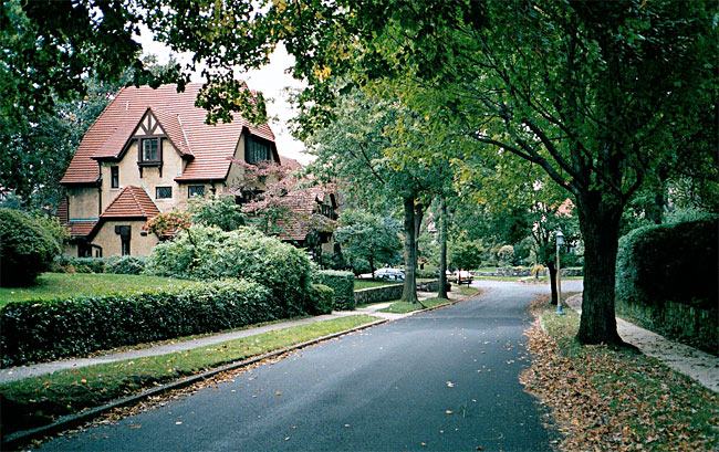 street trees