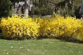 forsythia